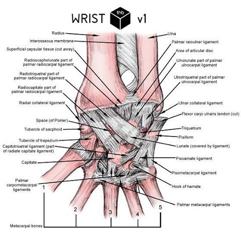 The wrist is a complex joint that bridges the forearm to the hand - a collection bones from the forearm (radius, ulna), 8 carpal bones, and 5 metacarpal bones, an articular disc (Triangular fibrocartilage complex or TFCC) and a plethora of ligaments.  Then throw in muscles that all have very specific attachment points.  Let&;s not forget about nerves arteries and veins.  As you can see the wrist is a quite complicated. In the following weeks I will be posting 5 stretches and mobility exercises but if you have an ongoing issue this is not to replace a wrist assessment by a health professional! Work smart. Loose ligaments need muscular strengthening, tight muscles need stretching, weak muscles need strengthening, focus on each exercise to maximize your motor control and don&;t just go through the motions.                  practor       series