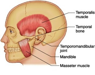 The temporomandibular joint (TMJ) or jaw joint is a two hinged joint that allows for complex movements to allow you to eat, talk, yawn and do things with your mouth. Swipe  so see what the TMJ is comprised of: Muscles of chewingJoint capsuleArticular DiscTissue behind the discThese guys have to work together and work well to ensure smooooth talking.  Your body is a great compensator so if things don&;t change, your body will adapt and can become a dysfunction or disorders.  Temporomandibular joint disorders (TMD) can cause a lot of pain and lifestyle changes.  These are a lot more common than you would realize.  Ask yourself the following and you may have some TMD or the start of one. Look in the mirror, when you open your mouth and close it does it open straight or does it move to one side?Do you chew only on one side?Does your jaw click, pop or make sounds?Do you grind your teeth at night?Do you get a lot of headaches and nothing seems to help?A good clinical health history and a proper TMJ assessment will help you with this. Follow me and stay posted for more.