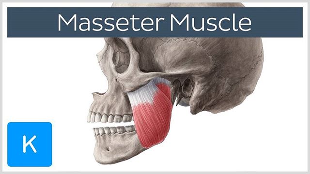 If you&;ve got headaches or neck pain that won&;t seem to go away even with treatment? Did you know your jaw could be the cause?.This is your masseter muscle. Primary closer of the mouth.  Massseeetterrrr. .The Masseter is one of the muscles of mastication - or chewing.  This muscle is responsible for closing the jaw so it is constantly used and often a contributing part to any TMD or jaw issues. If there are imbalances between sides. This guy will definitely be part of the guilty party. To muscle test it:.Clench your teeth with your hands on your cheeks you&;ll feel the muscle pop out. If you have pain directly under your hand. It&;s this puppy. . Next up is the self release video for it.                         series