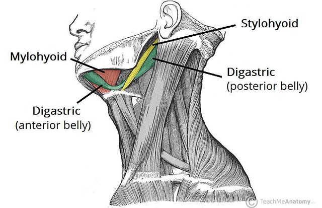 If you&;ve got headaches, tooth ache or neck pain that won&;t seem to go away even with treatment? Did you know your jaw could be the cause?.The Digastrics. .The Digastric muscles - by definition this double bellied muscle is a small muscle underneath the jaw -  There are two bellies of the digastric: Posterior belly - attaches to the lower part of the skullAnterior belly - inner side of the mandible and the hyoid bone - a cartilaginous structure in your neckThis muscle helps you with swallowing and depressing the jaw.  In patients with TMD, often the posterior belly of this muscle is tight.To muscle test it:.Put your fingers in the corner of your jaw and press forward and toward your eyes.If you swallow and feel this muscle pop - you&;re on the right spot.If you don&;t quite feel this one - don&;t worry.  It&;s a smaller muscle which blends with a number of muscles into the front of the neck and is quite a tender point! Some practitioners themselves find difficulty muscle testing this on their patients.  I just wanted to show you as much as I could for self treatment - This is number 3 of 4 so only one more!. Next up is the self release for it.                         series