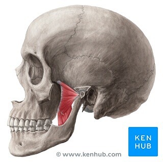 If you&;ve got ringing in the ears (tinnitus), headaches or neck pain that won&;t seem to go away even with treatment? Did you know your jaw could be the cause?.Pterygoids.The Pterodactyl&;s of your body - but no actually - these wing shaped muscles are notoriously hard to feel - especially extra-orally - they are the last 2 in the muscles of mastication and their function is to assist in chewing! (Again! big surprise!) Your pterygoids are comprised of 2 parts..Medial PterygoidsLateral Pterygoids.These muscles work together to help ELEVATE and PROTRUDE the jaw. The lateral pterygoid muscle is one to note because its the ONLY muscle of mastication that can actually help open the jaw..Got ringing in the ears or what&;s known as tinnitus? The lateral pterygoid may be the culprit.  A hyperactive pterygoid has connections to the inner ear and tugging on this can create or cause that incessant ringing..Got a click in your jaw? The lateral pterygoid has a role in causing what is known as anterior disc displacement - or pulling that articular disc in your jaw forward slightly when hyperactive.  Although this muscle may be a contributing factor - We have not even begun to go down the rabbit hole when talking about disc displacements.  Those are best addressed on a case by case basis with a through assessment.                          series